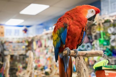 Animal Care - The Perfect Parrot