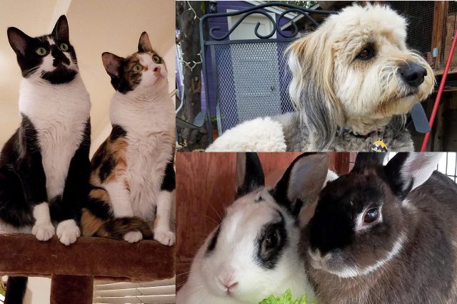 Featured Pets: Ollie, Figgie, Newton, Callie & Checkers
