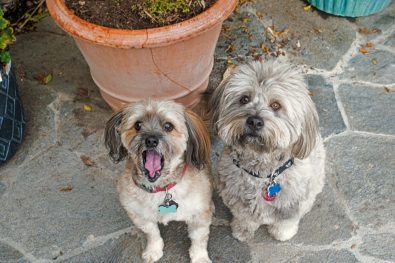 Featured Pets: Otis and Lemmy