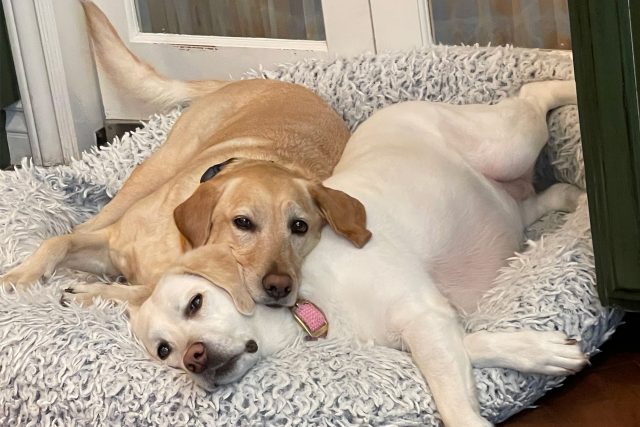 Featured Pets: Winnie and Charlotte