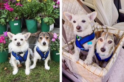 Featured Pets: Lily and Oliver